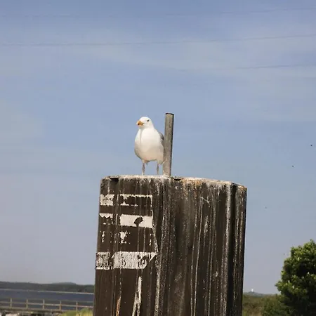 Seepferdchen Dranske