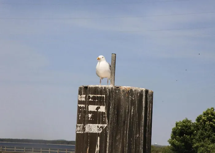 Seepferdchen Dranske